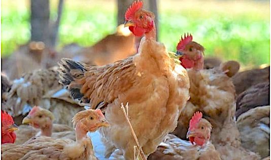 DÉSTOCKAGE – Opération inédite de Maïsadour dans le Gers